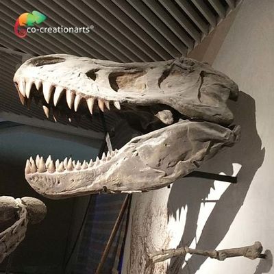 ซื้อ CE ที่สมจริงศิลปะโครงกระดูกไดโนเสาร์จำลอง T Rex Skeleton Head การจำลองสูง online manufacture