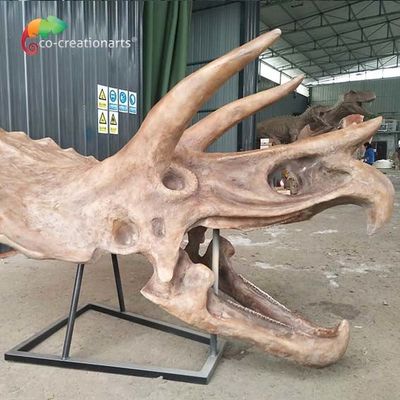 ไล่น้ำ ISO โครงกระดูกไดโนเสาร์จำลองฟอสซิลขนาดชีวิต Triceratops กะโหลกศีรษะ