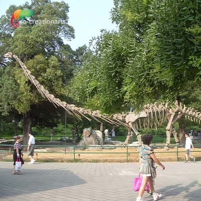 ซื้อ กันแดด Life Size Dinosaur Model Skeleton Mamenchisaurus Skeleton 15m online manufacture