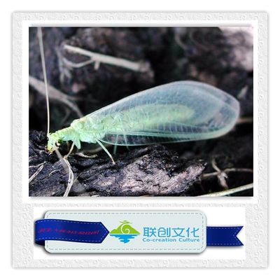 ปรสิตหุ่นยนต์หลายสี สําหรับการบันเทิงที่สวนสนุกที่ไม่แพ้