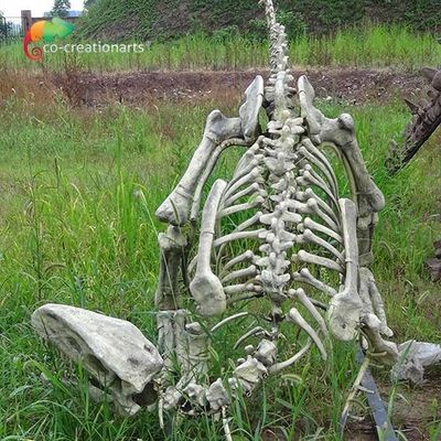 ราคาดี ไฟเบอร์กลาสขนาดจริง Gasosaurus Dinosaurs Skeleton Replicas for Museum Display ออนไลน์
